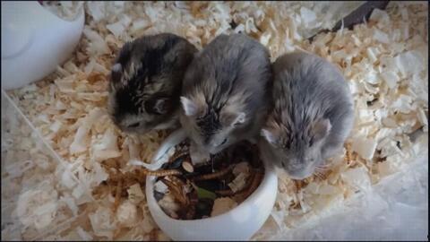 番鼠爆料视频大全最新版